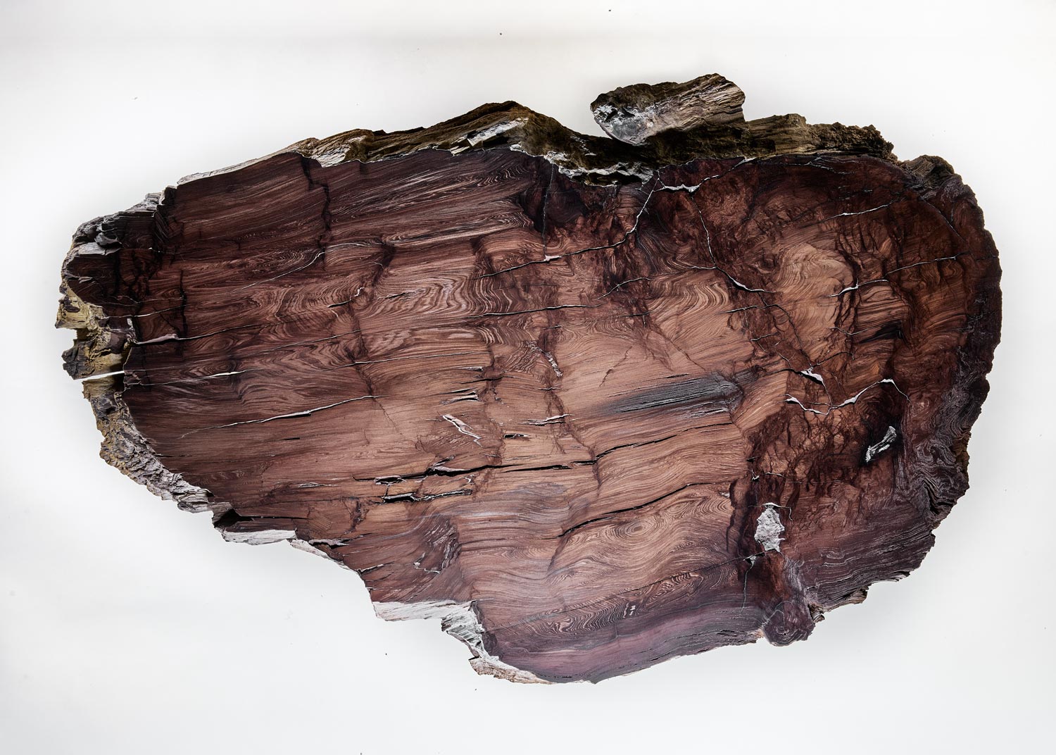 Baumstein – Ursprung Baum