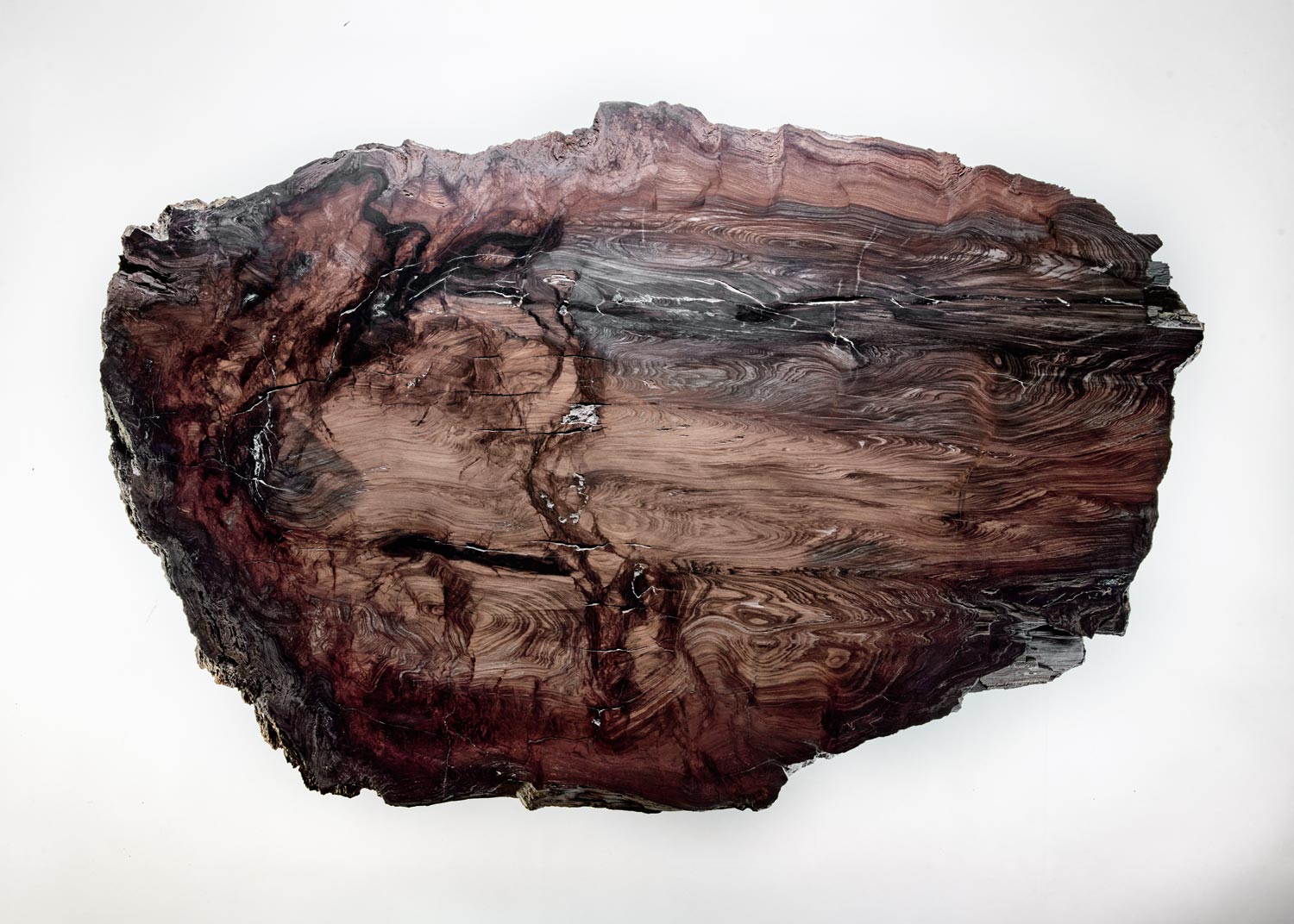 Baumstein – Ursprung Baum