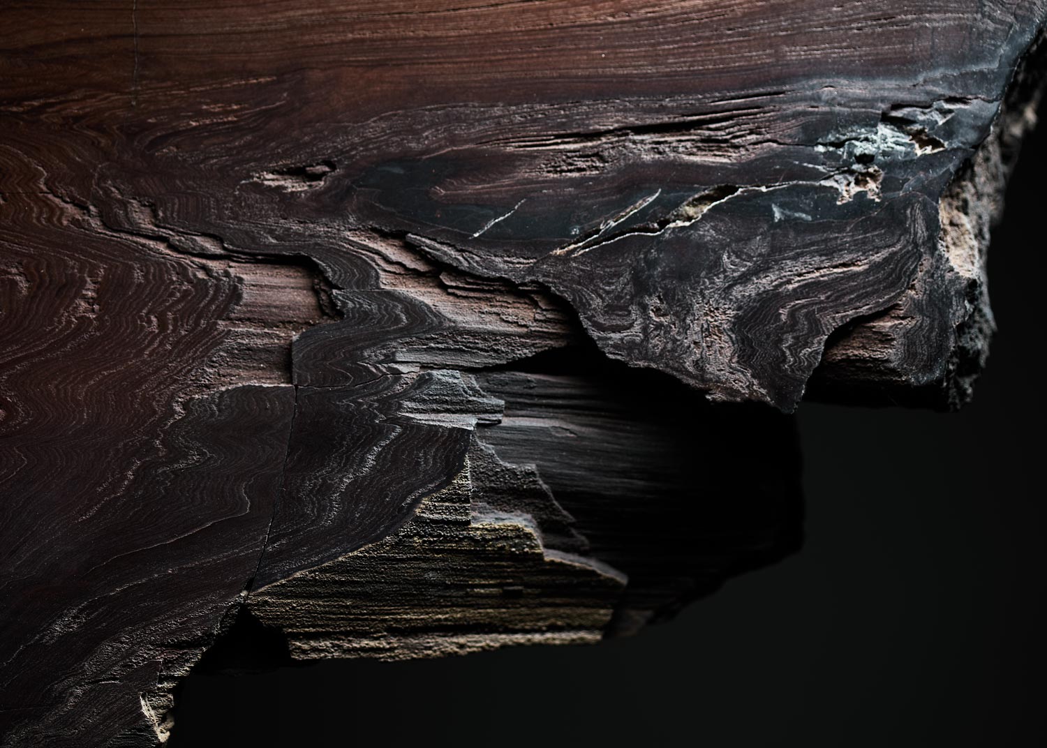 Baumstein – Ursprung Header 2