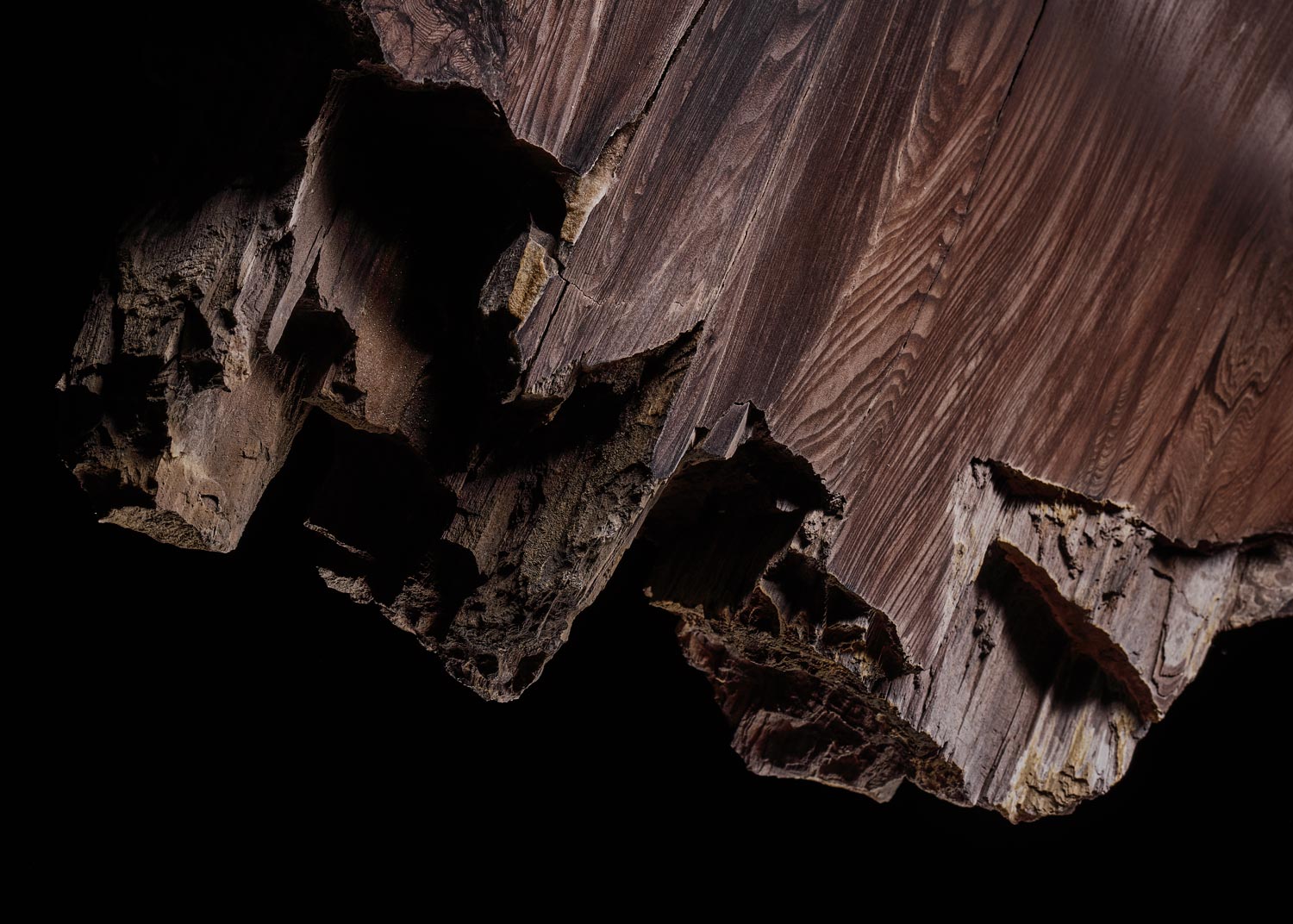 Baumstein – Ursprung Baum