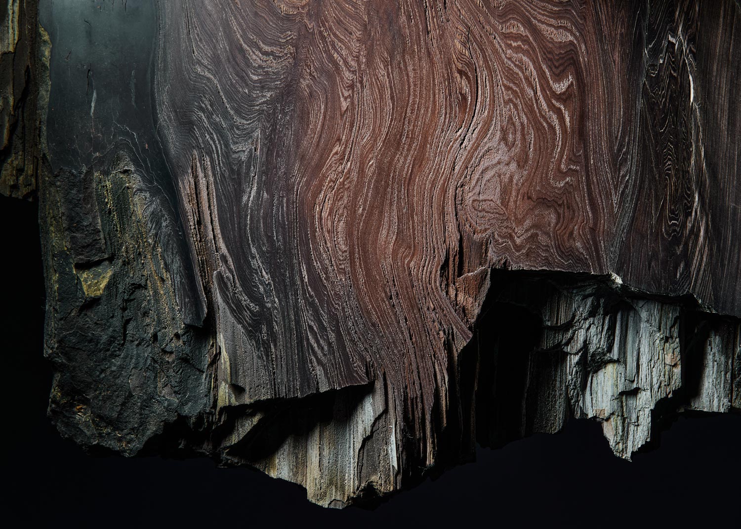 Baumstein – Ursprung Baum